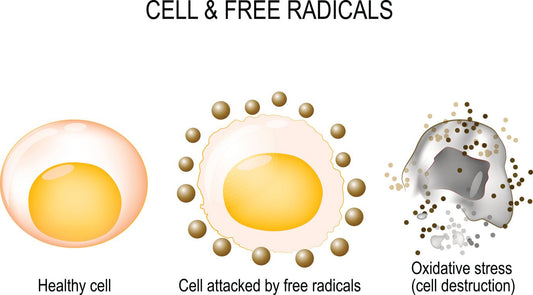 3 tips to help reverse and prevent skin damage from free radicals - Vitali Skincare