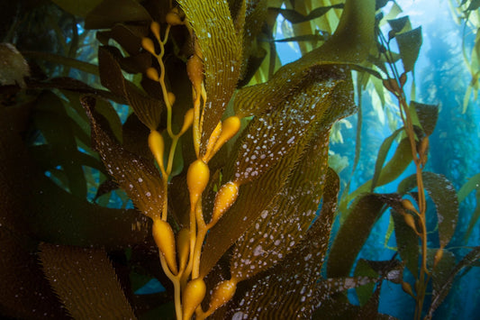 Harnessing the benefits of Giant Sea Kelp for your skin - Vitali Skincare